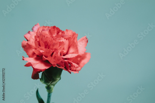 Mother's Day Single Red Flower against Light Background with Highlights