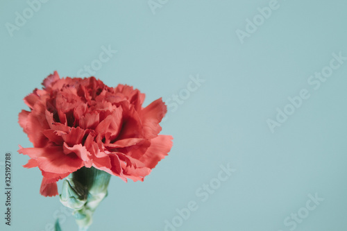 Mother's Day Single Red Flower against Light Background