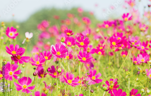 pink cosmos flowers blooming in a field