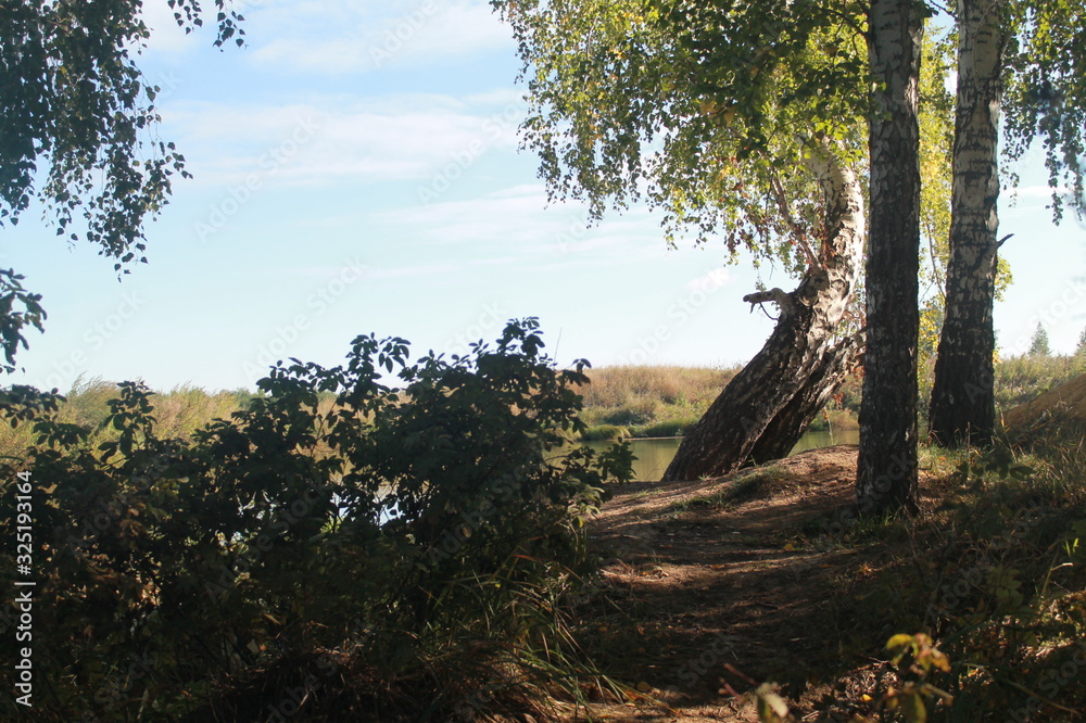 Obraz premium tree in the forest