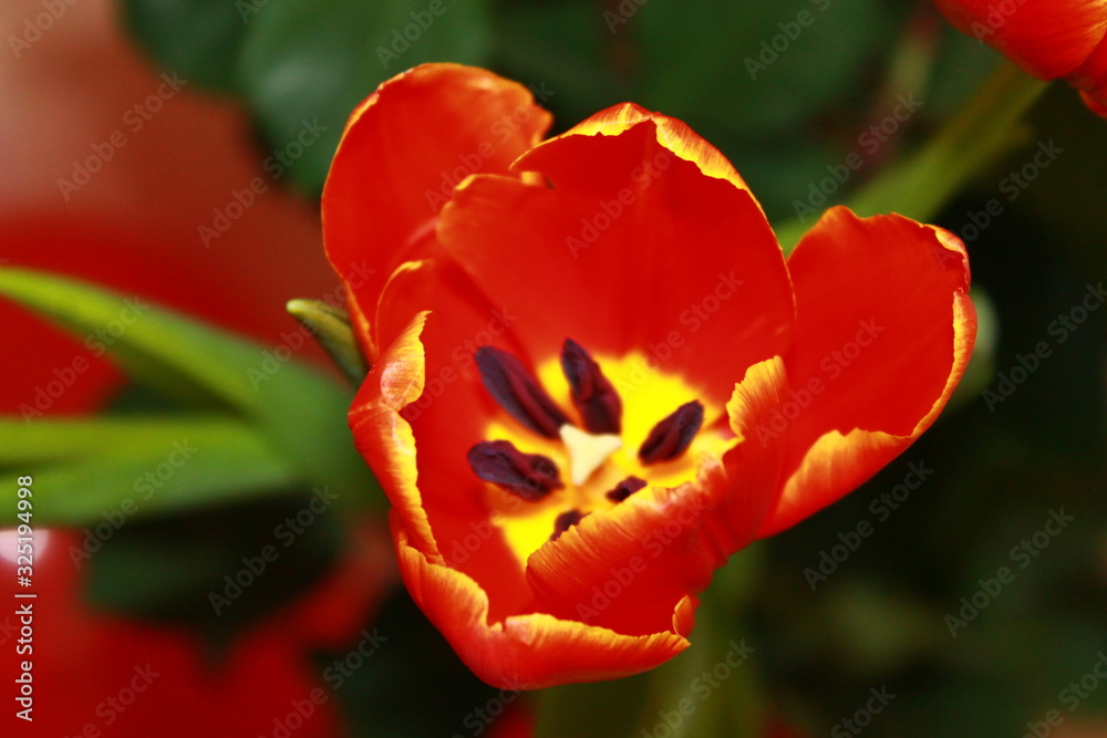 Obraz premium red tulip on green background