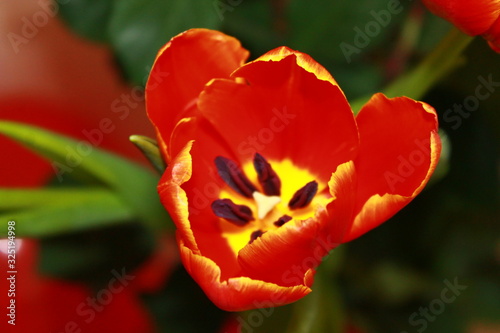 red tulip on green background