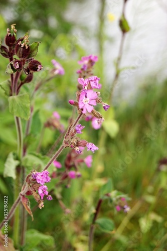 flowers in garden