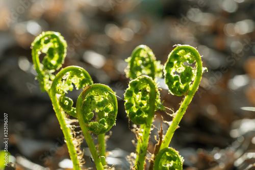 Pteridium aquilinum (bracken, brake or common bracken), also known as eagle fern, and Eastern brakenfern. Young shoots, close-up. photo