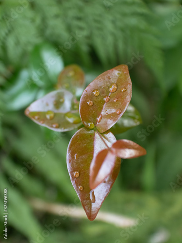 Raindrops on a small brown leaf in a garden, Angra dos Reis, located in Rio de Janeiro, Brazil