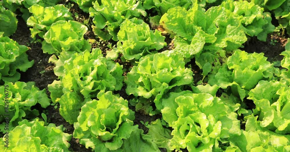Green lettuce in growth at vegetable garden Green lettuce in growth at vegetable garden