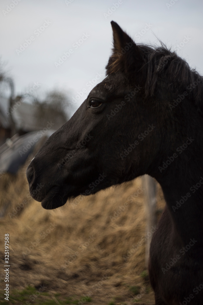 Obraz premium The horse's face is dark in color with white spots on its face and fluffy ears against the background of hay and sky.