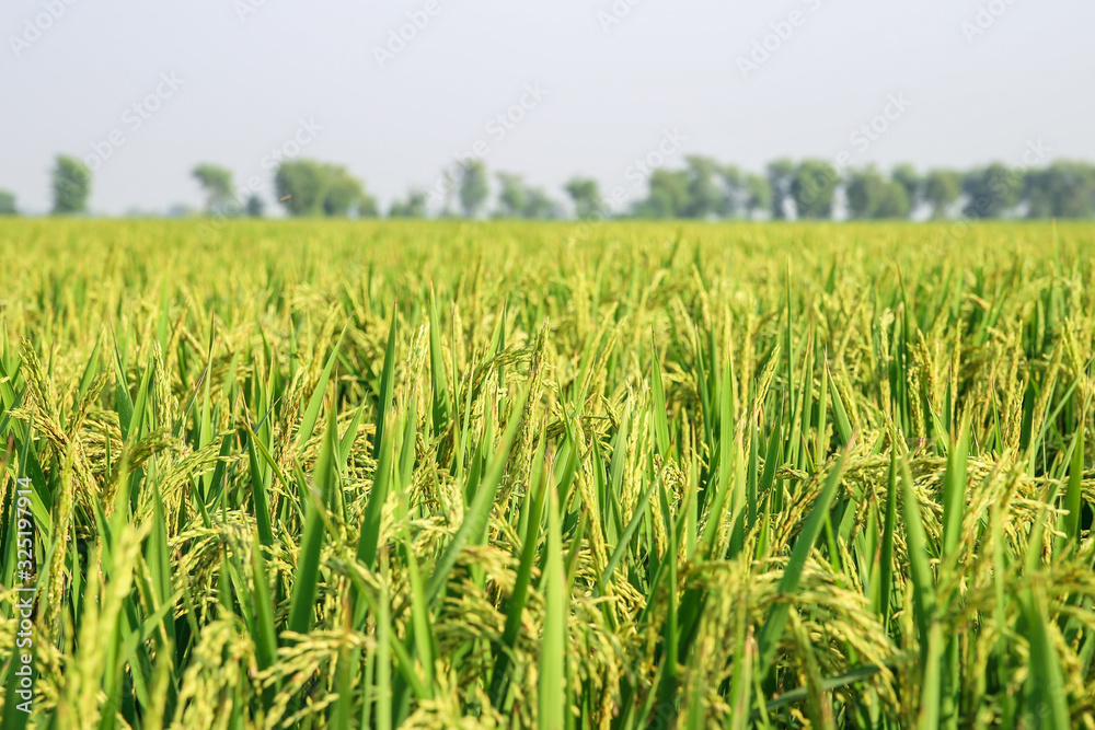 green and growing rice fields with hand green and growing rice fields with hand