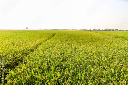 green and growing rice fields 