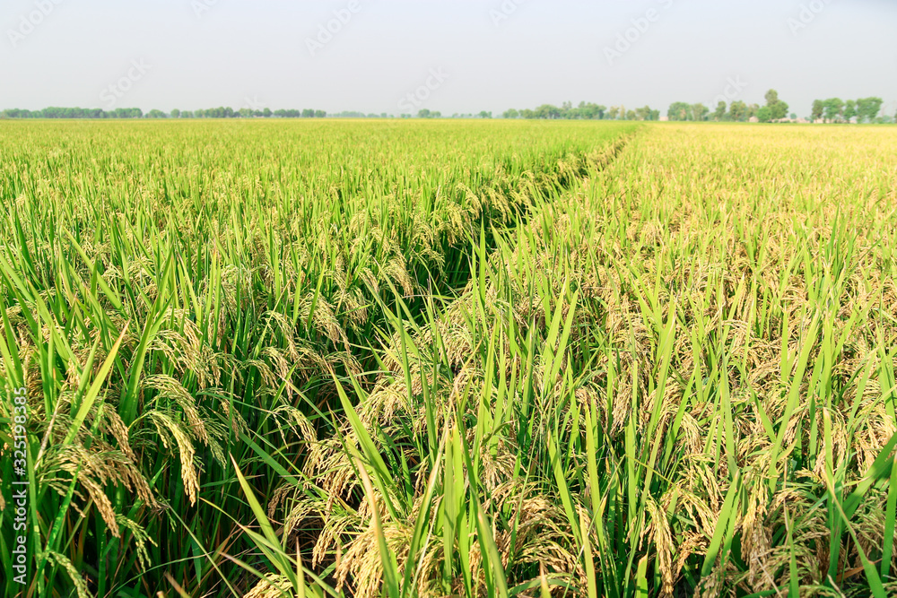 green and growing rice fields green and growing rice fields