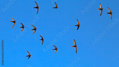 A flock of twelve flying black swifts. Common Swift (Apus apus). photo