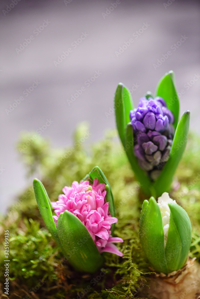 young multicolored hyacinth in the pot young multicolored hyacinth in the pot