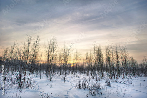 Birch trees at sunset in the winter in the forest