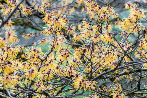 Zaubernuss Hamamelis x intermedia - Barmstedt Gold