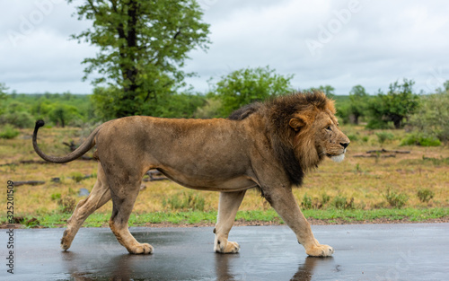Male Lion in Kruger