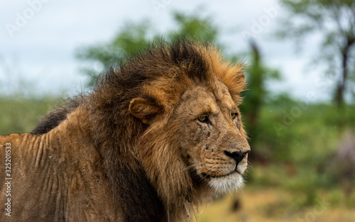 Male Lion in Kruger