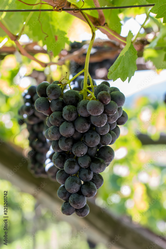 custom made wallpaper toronto digitalBlue Grapes