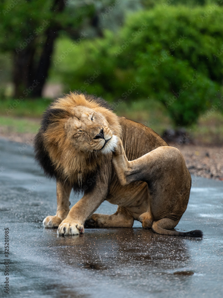 Naklejka premium Male Lion in Kruger