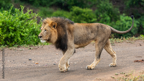 Male Lion in Kruger