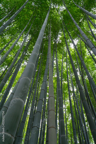 Long angle view of bamboo trunks in the Arashiyama Bamboo Grove, Kyoto, Japan