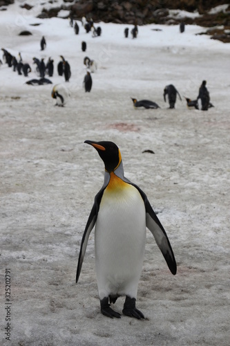 Stehende K  nigspinguine in Antarktis