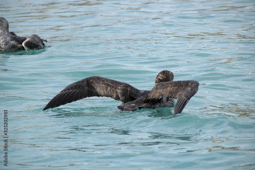 Fototapeta premium Badender Skua / Petrel in Antarktis