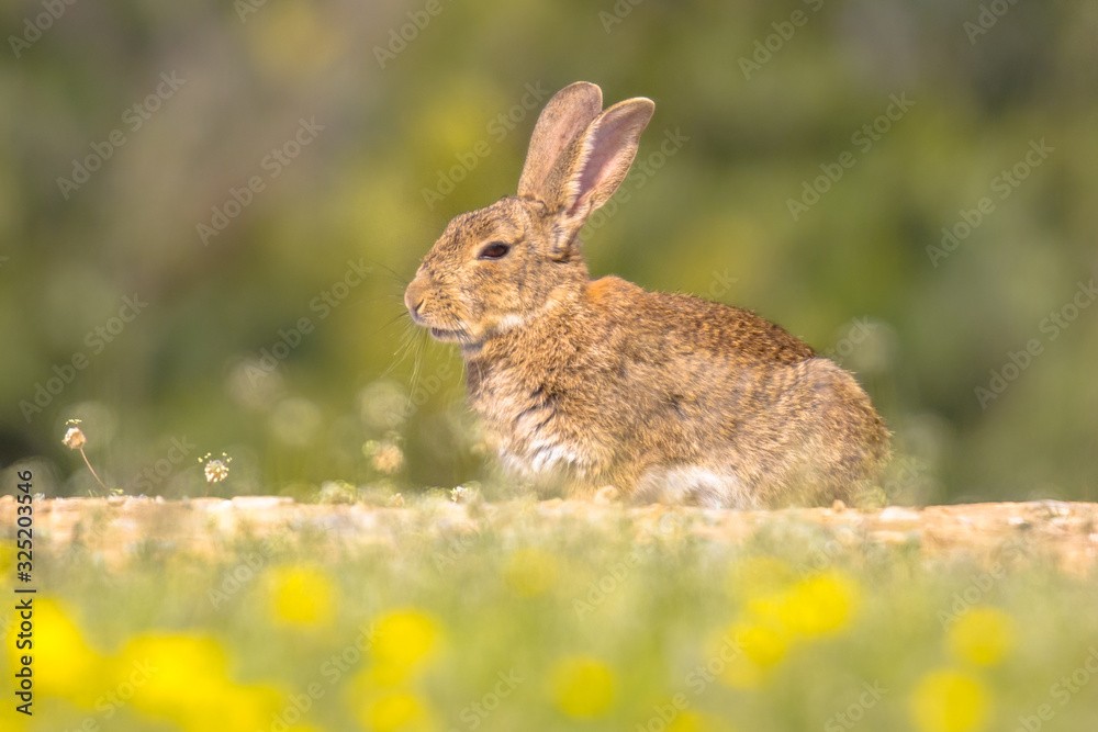 Obraz premium European rabbit basking