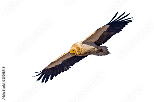 Egyptian vulture on white background photo