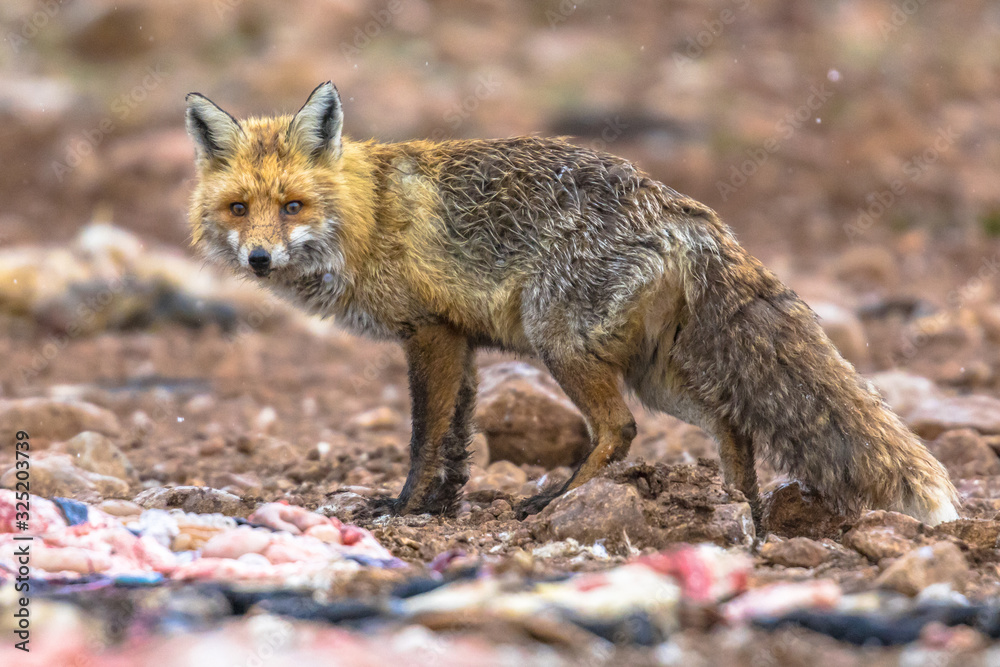 Red fox rocky environment Red fox rocky environment