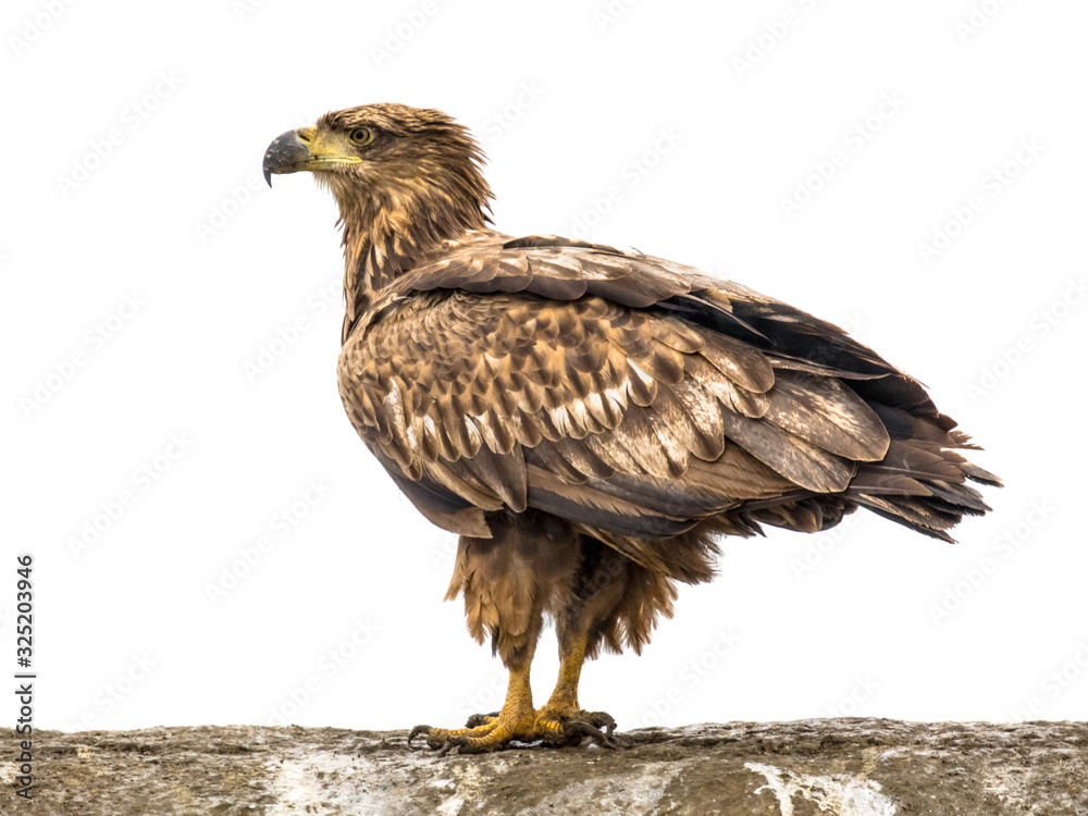 Obraz premium White-tailed eagle on white background