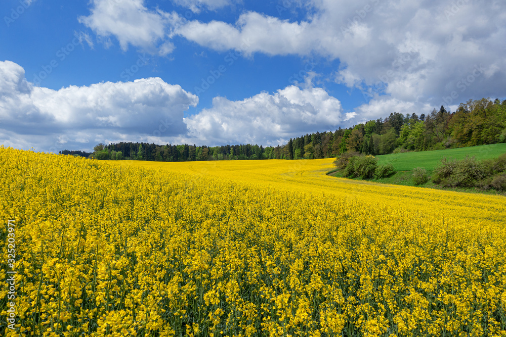 Malerische Landschaft im Frühling mit gelbem, blühendem Rapsfeld vor einem Wald