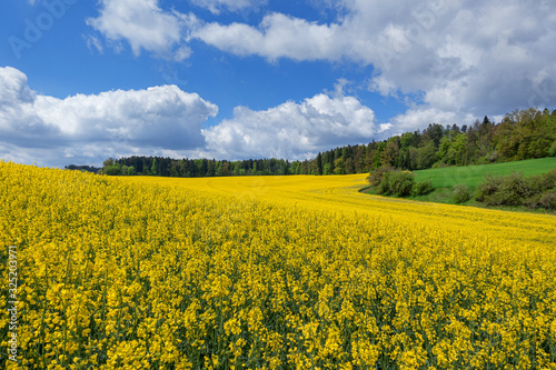 Malerische Landschaft im Fr  hling mit gelbem  bl  hendem Rapsfeld vor einem Wald
