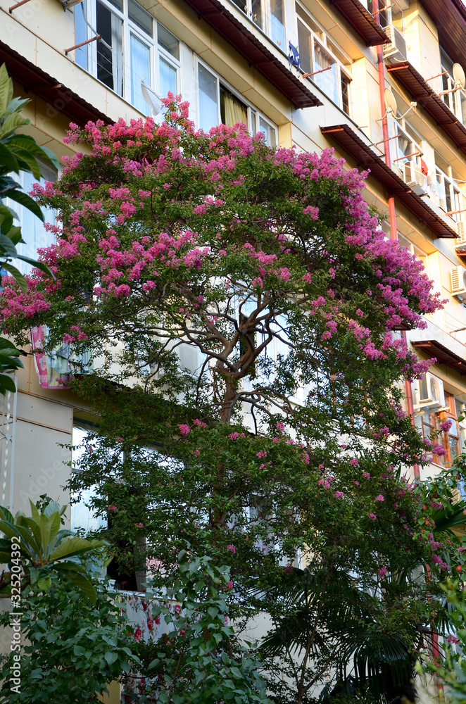 flowering tree with pink flowers in the garden