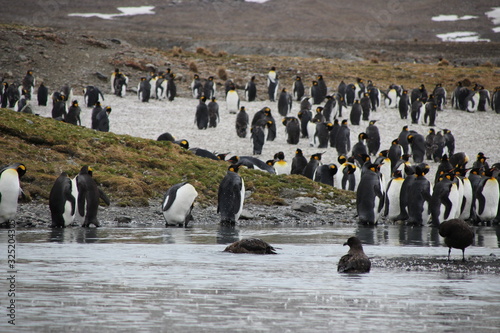 Kaiserpinguine am Wasser stehend - Antarktis Südgeorgien