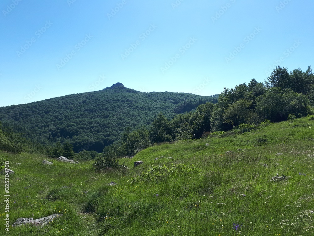 Mountain landscape with meadows and dense forest with rock on the top