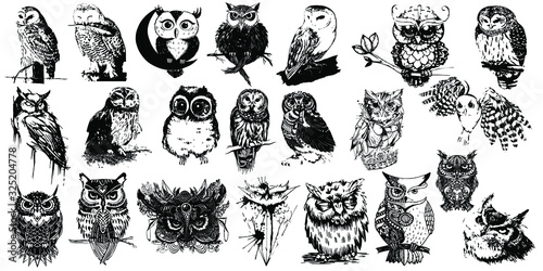 Wild owls. Graphic hand drawn illustrations	