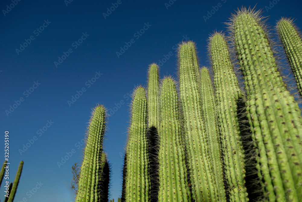 cactus towers