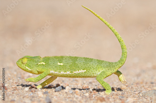 Flap Necked Chameleon