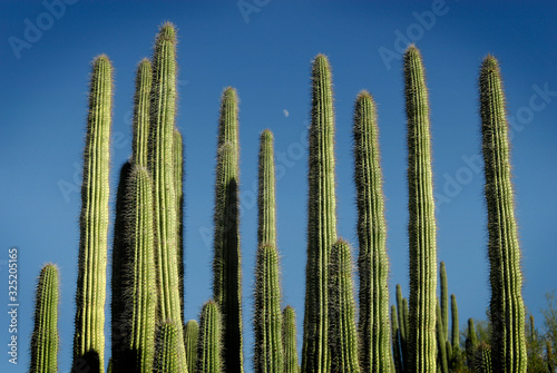 Cactus with Moon