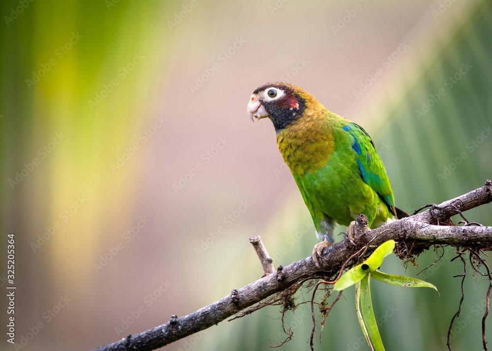 Obraz premium Parrot on a branch