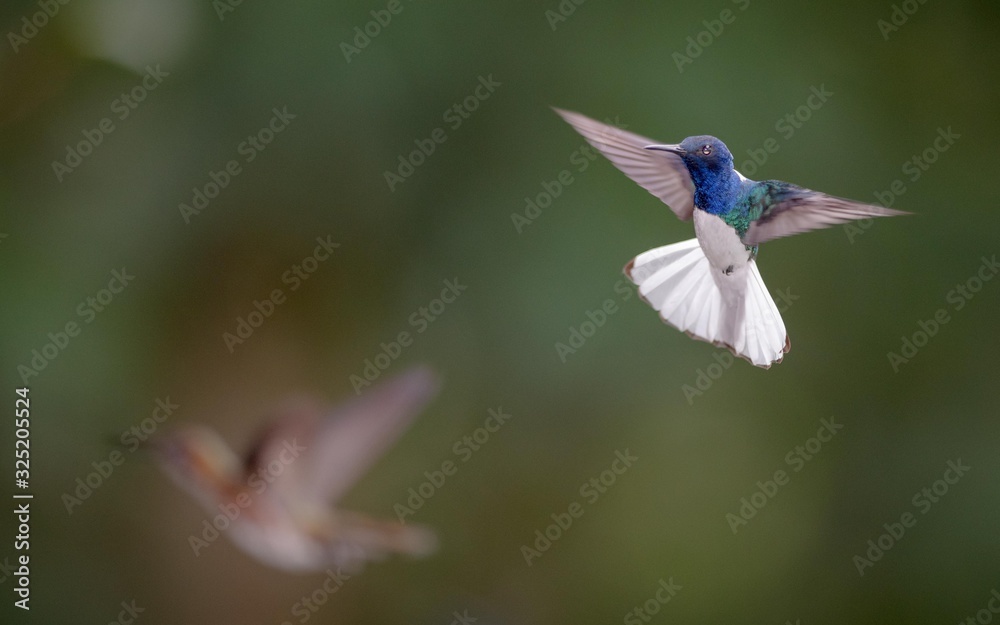 Fototapeta premium Hummingbird in flight