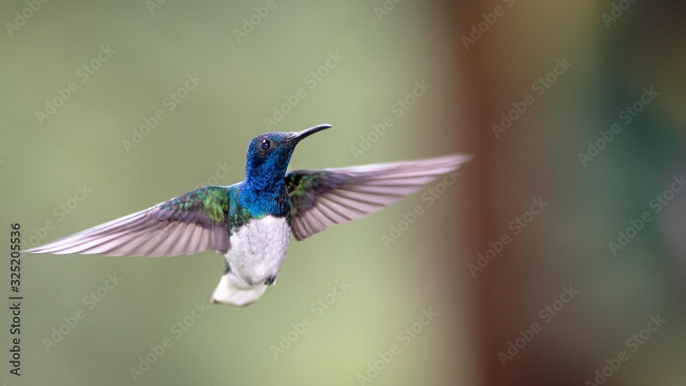 Fototapeta premium Hummingbird in flight