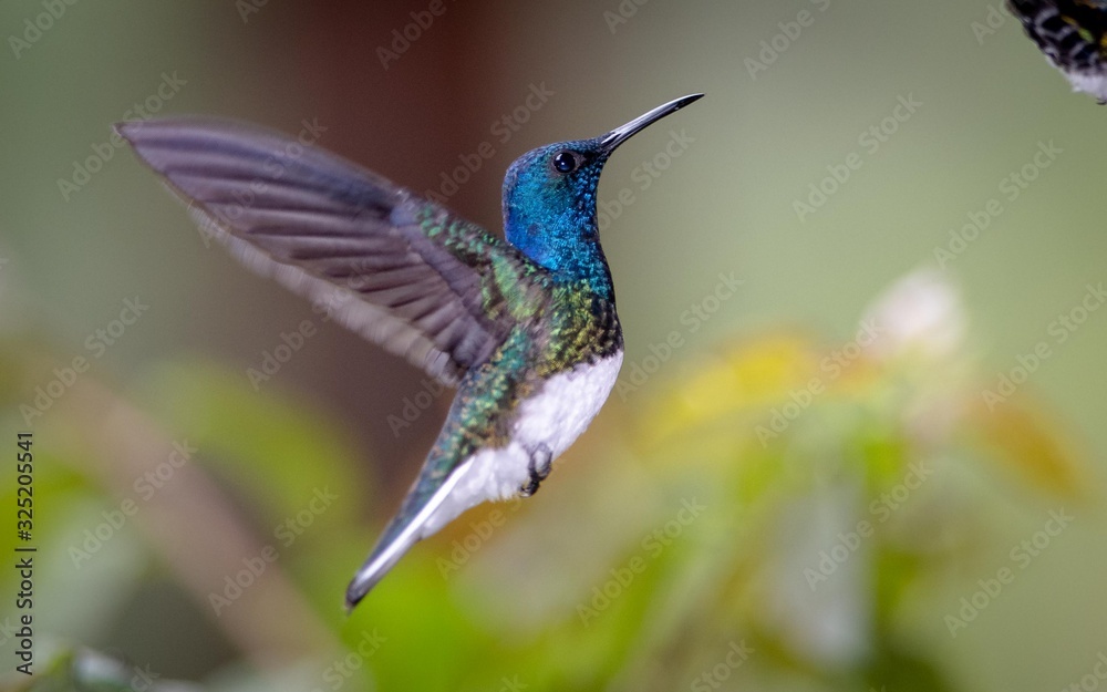 Fototapeta premium Hummingbird in flight