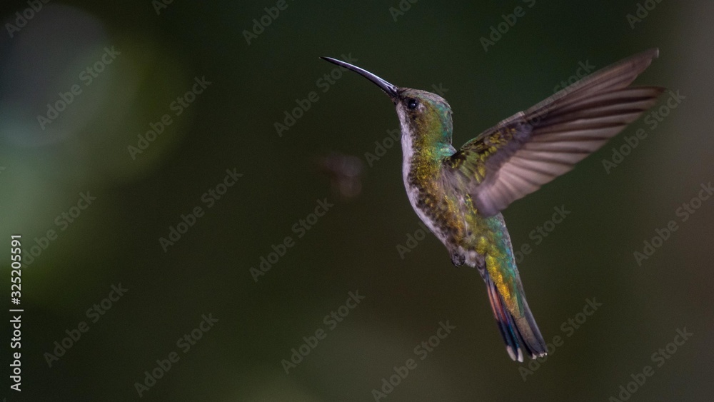 Fototapeta premium Hummingbird in flight