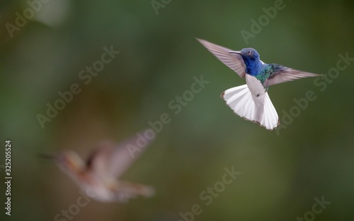 Hummingbird in flight © Gagan