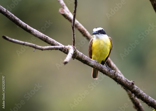 bird on a branch © Gagan