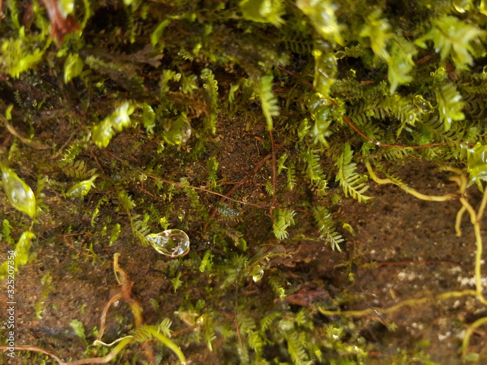 water droplet hanging from moss