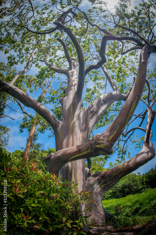 Fototapeta premium Magnificent Rainbow Eucalyptus Tree, Eucalyptus deglupta