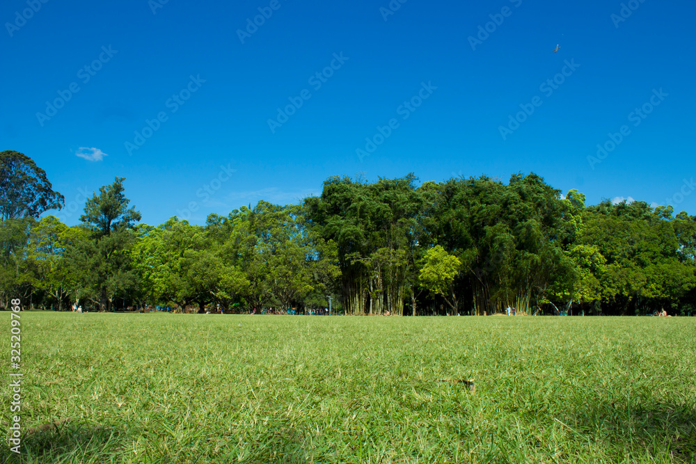 Obraz premium Bosque verde