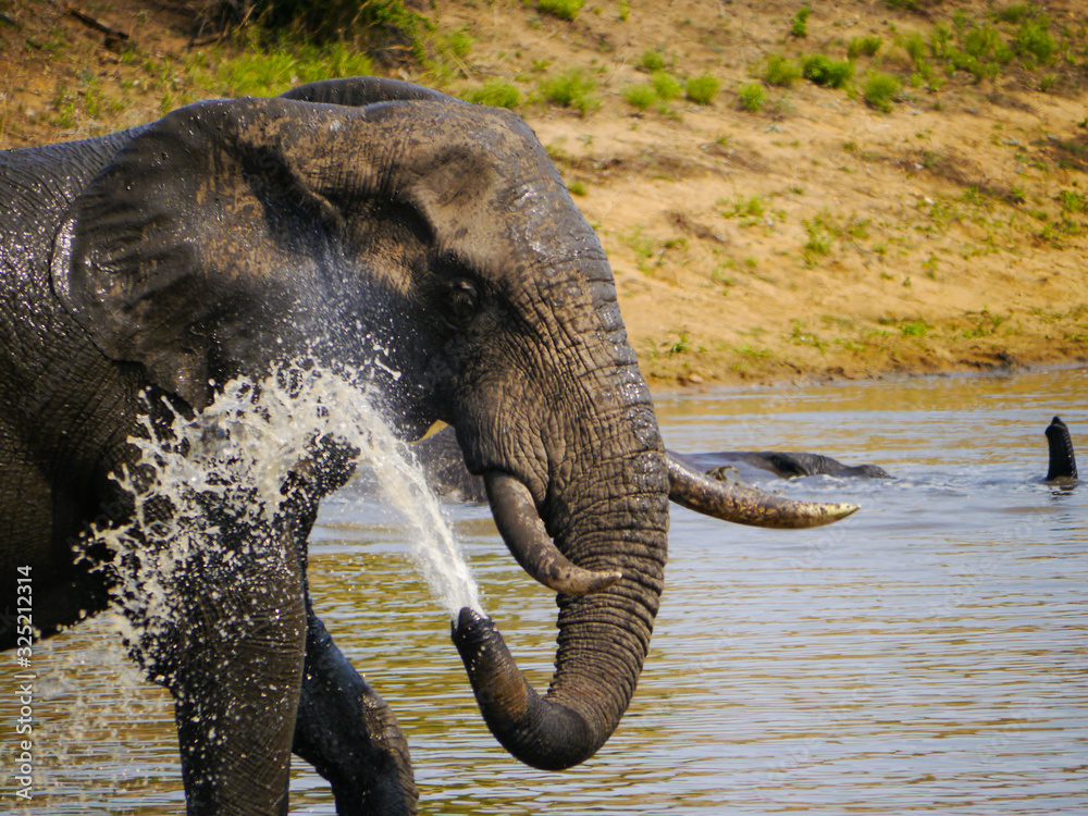 Fototapeta premium African Elephant cools itself off with water in Kruger Nationalpark